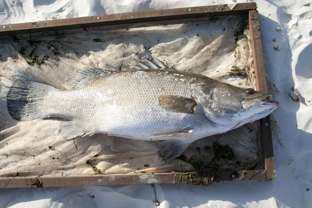 Perfectly white vacuum-sealed Nile Perch fillet being weighed on a digital scale