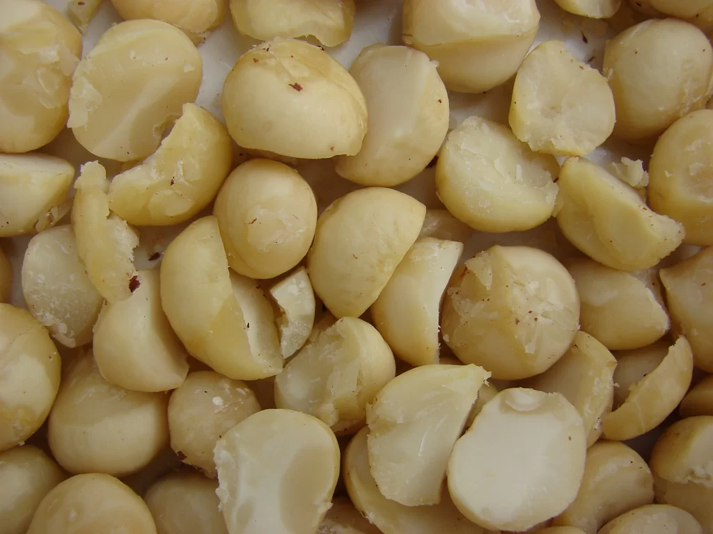 Premium raw macadamia kernels sorted and vacuum-packed for export — Uganda Origin