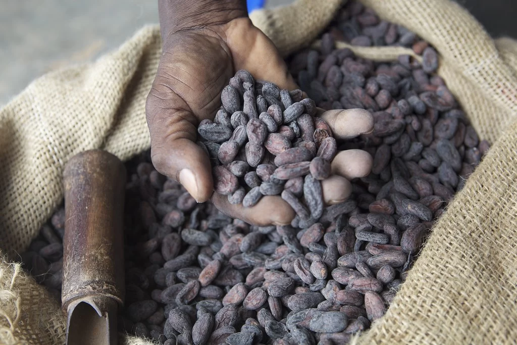 Cocoa beans being sorted on raised African drying beds — Bundibugyo Uganda