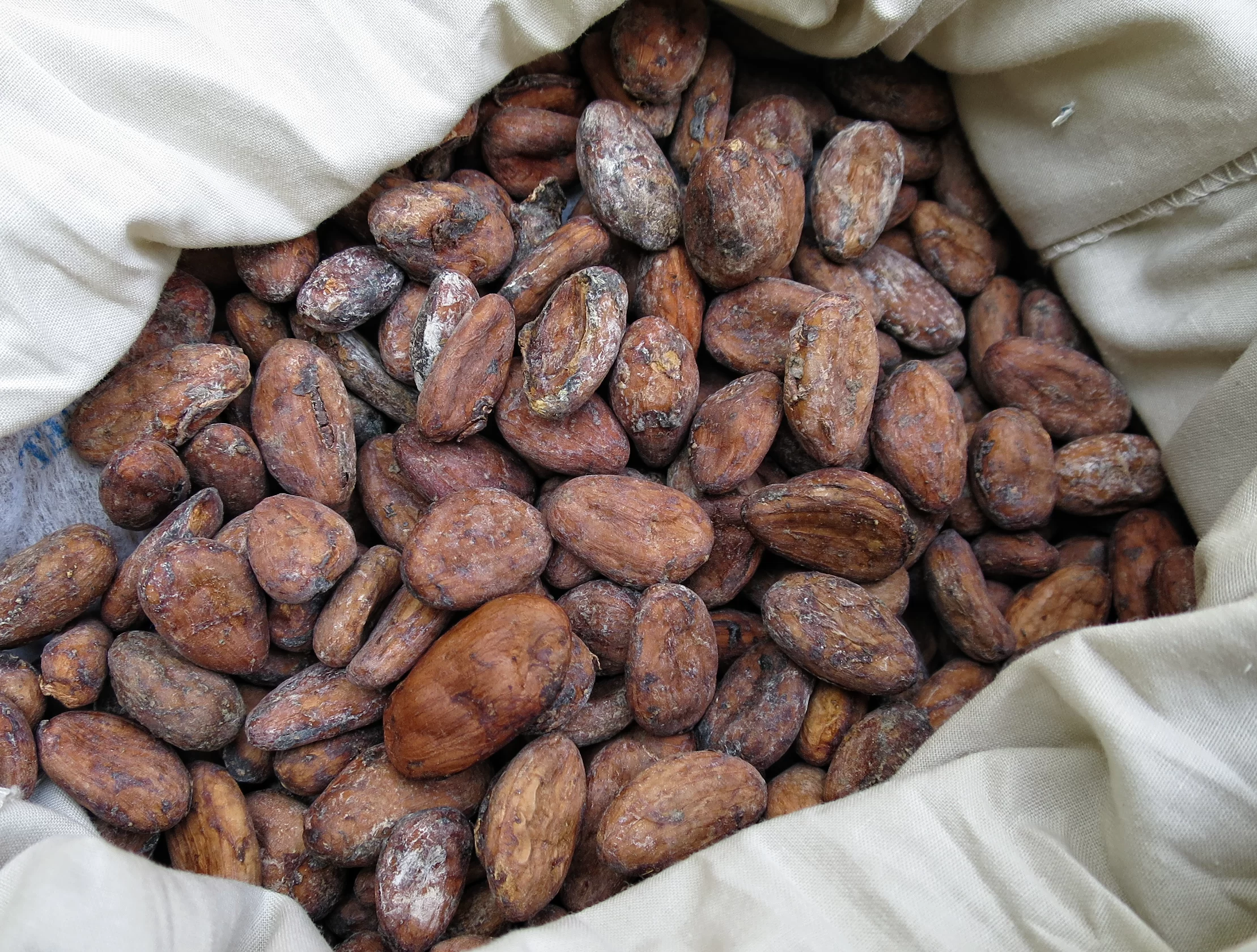Cocoa cut test showing deep brown well-fermented bean interiors for quality verification