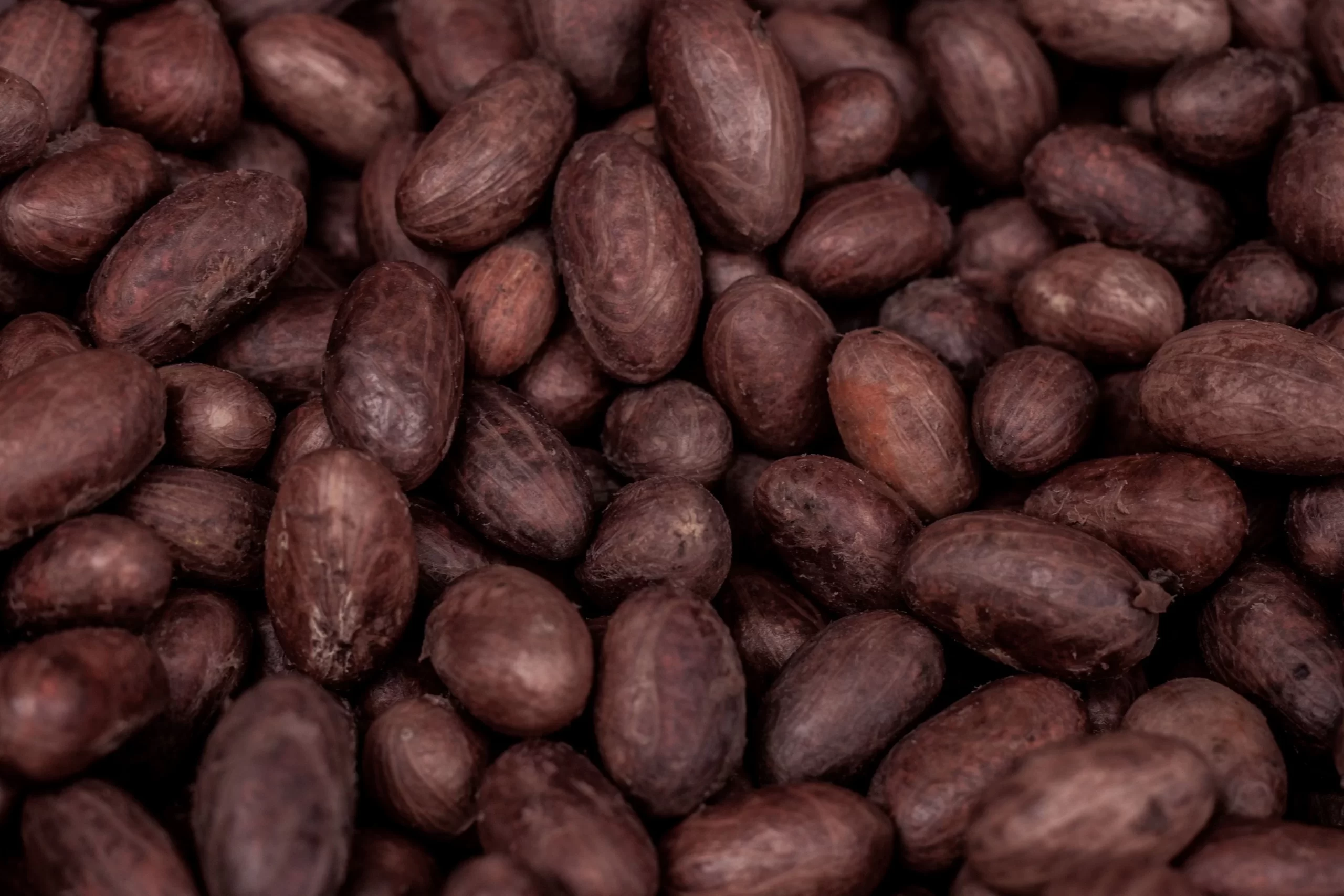 Bundibugyo cocoa cut test showing deep brown well-fermented bean interiors for quality verification.