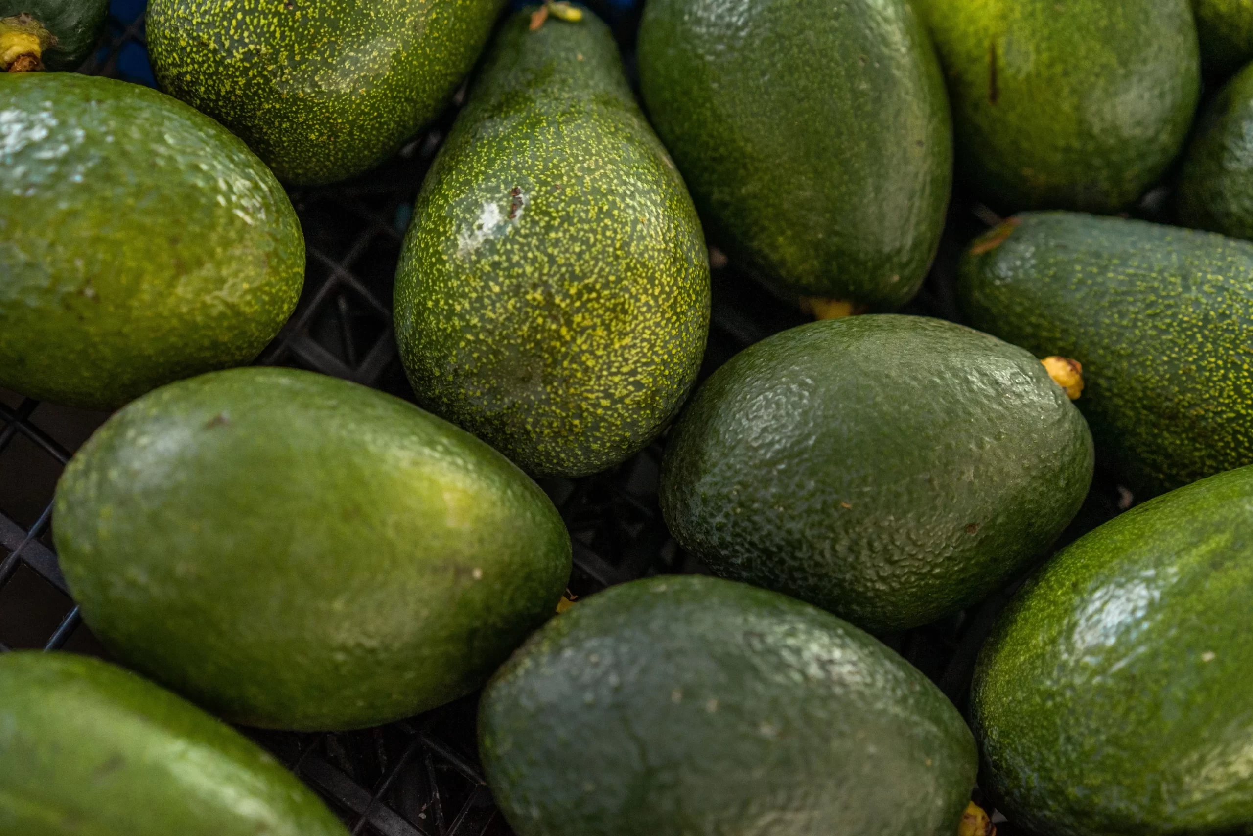 Hass avocados representing Uganda fresh produce harvest windows.