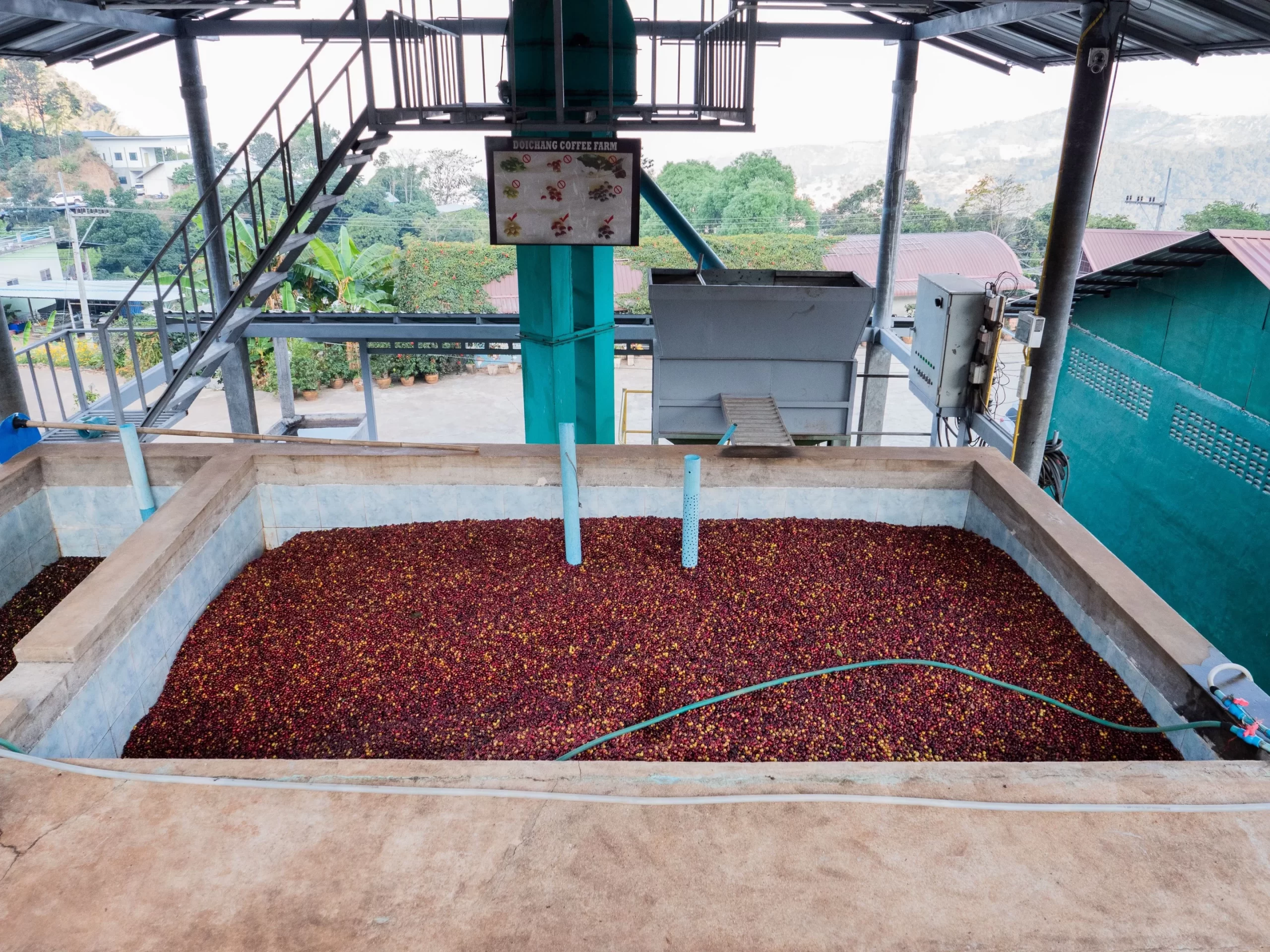 Trade Africa Direct Kampala packhouse — sorting tables, cold rooms, and export cartons ready for international shipment.