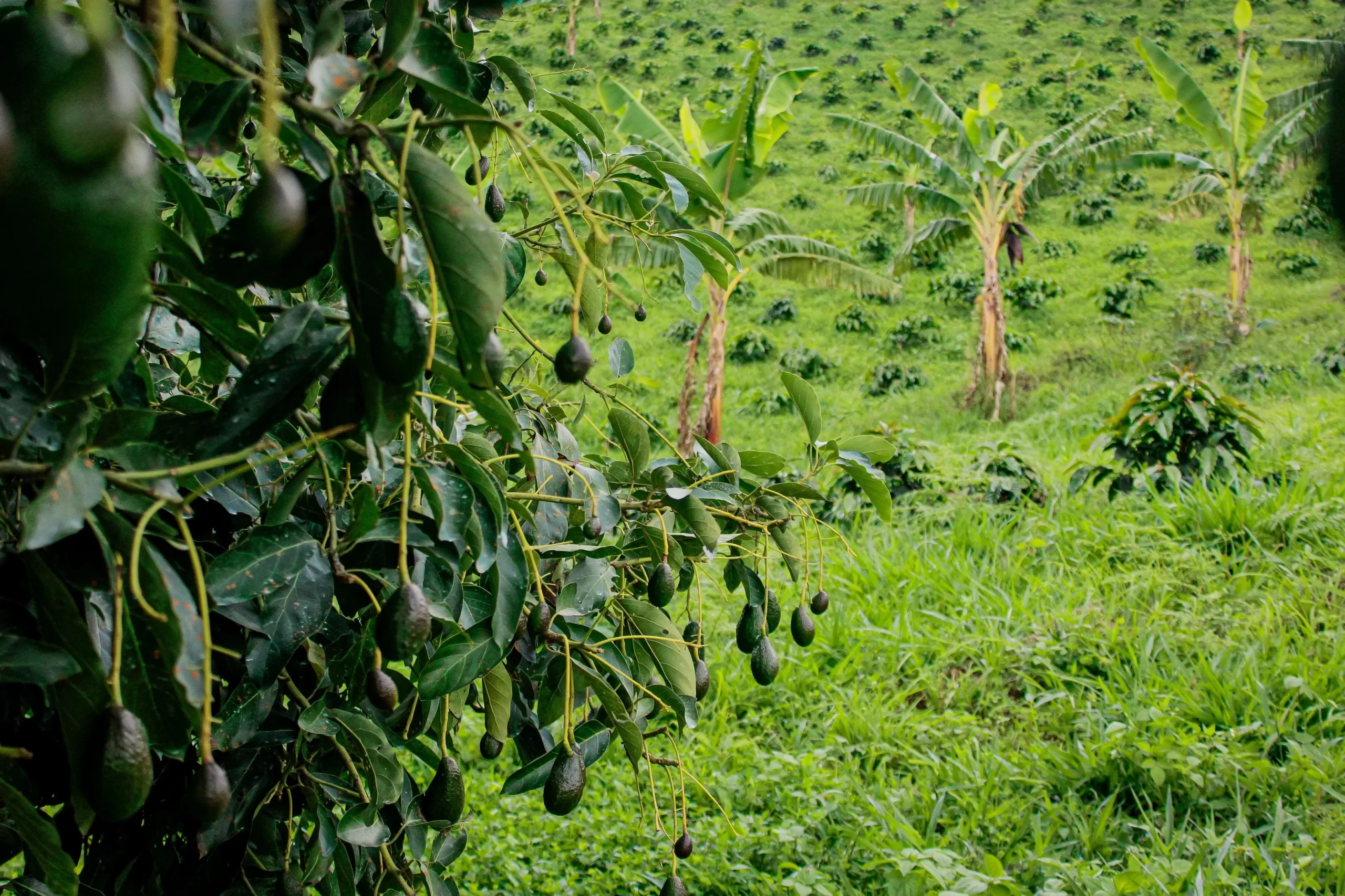 High-altitude Ugandan farmland showing volcanic soils and lush equatorial vegetation along Lake Victoria.