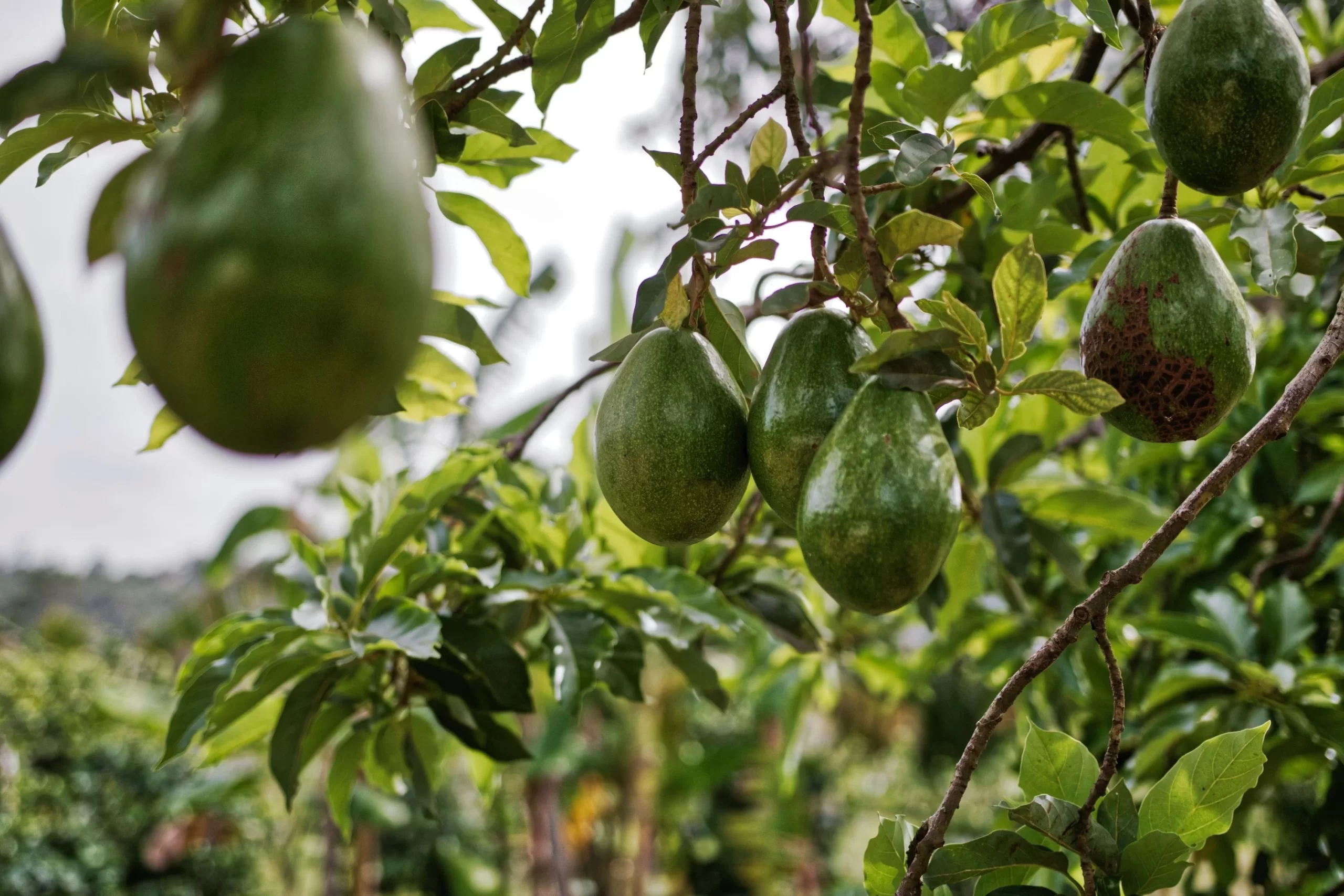 Lead agronomist in a lush Hass avocado orchard in central Uganda, inspecting export-grade produce.