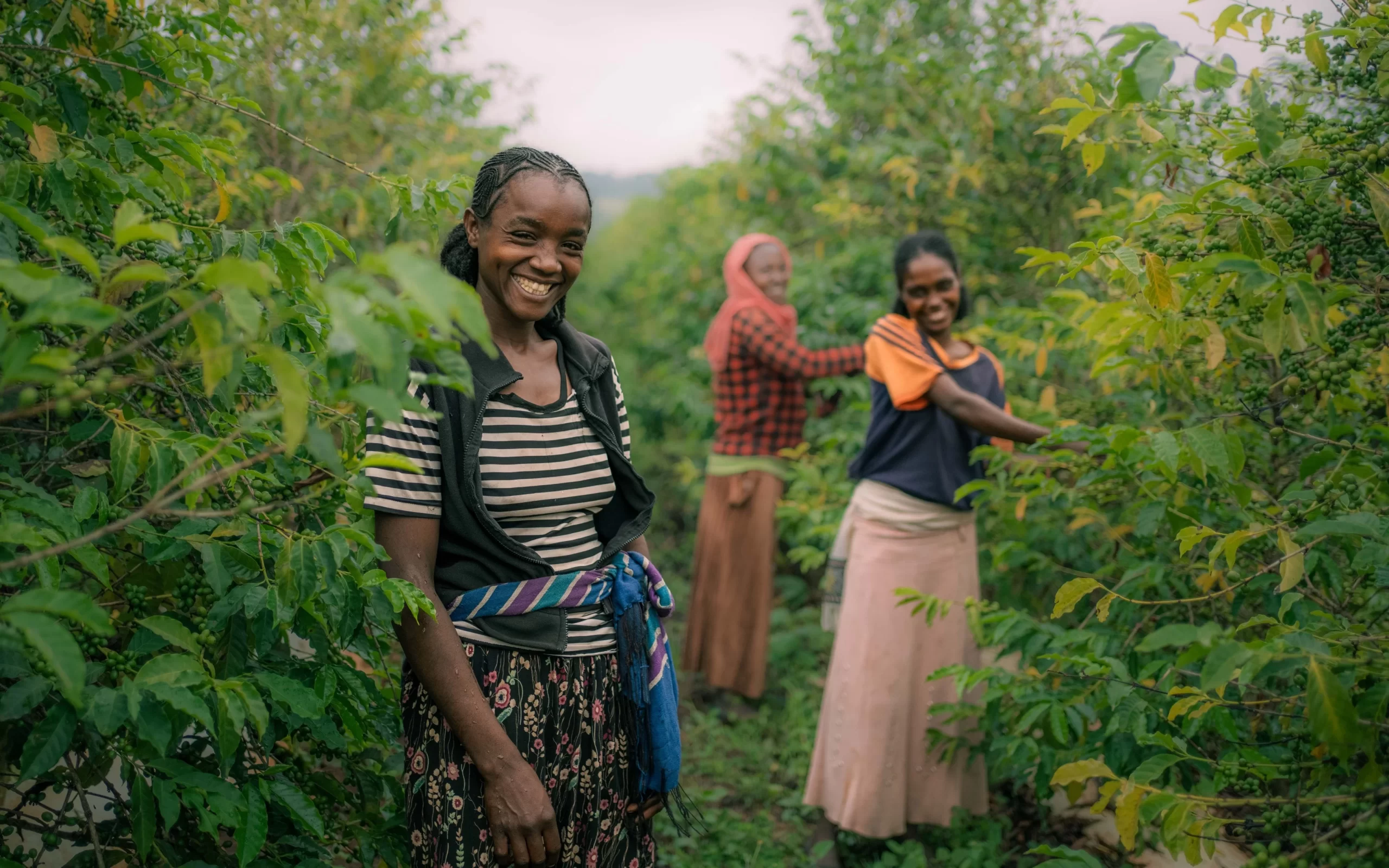 Ugandan smallholder farm network and export team managing traceable post-harvest handling.