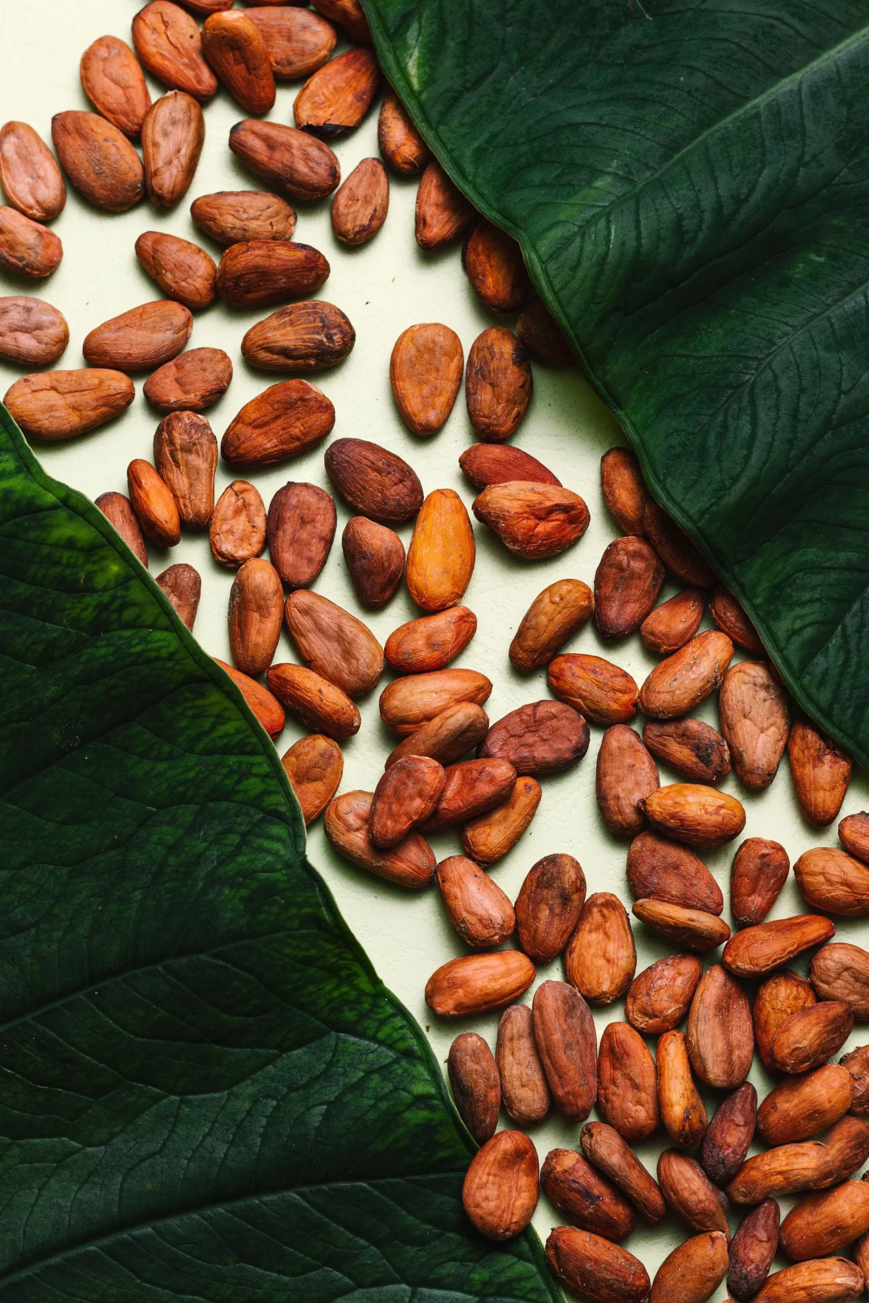 Raw macadamia kernels in vacuum-sealed bags