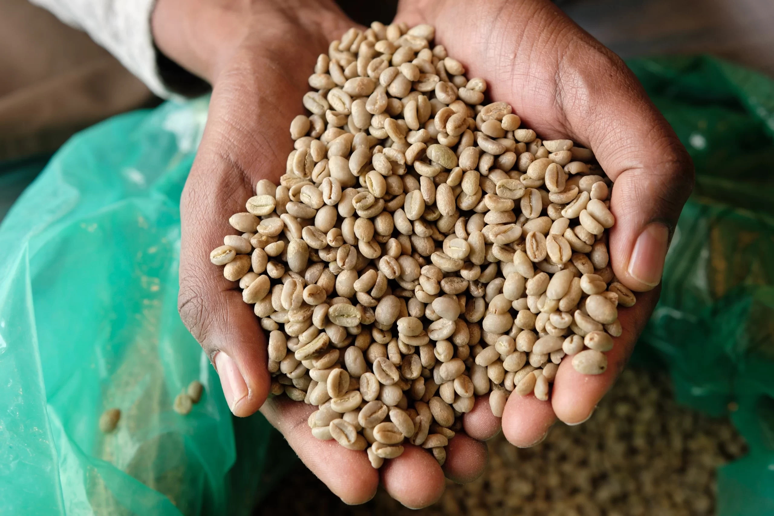 Specialty green coffee beans on a grading tray.